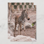 Baby zebra (Front/Back)
