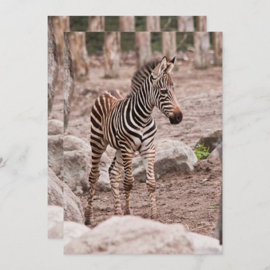 Baby zebra (Front/Back)