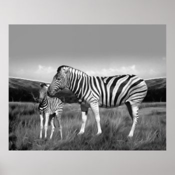 Baby Zebra And Mom Poster by laureenr at Zazzle