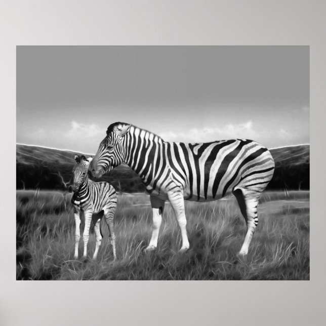Baby Zebra and mom Poster (Front)