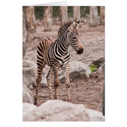 Baby zebra cards (Front)