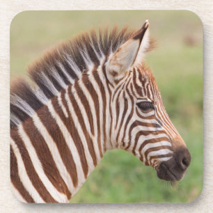 Baby zebra head, Tanzania Beverage Coaster