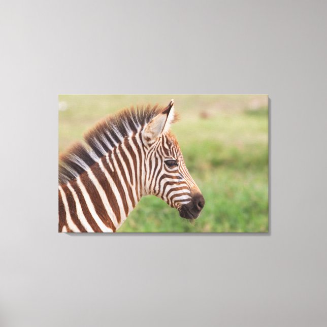 Baby zebra head, Tanzania Canvas Print (Front)