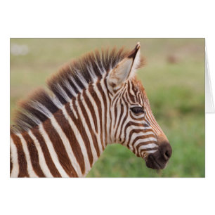 Baby zebra head, Tanzania Cards