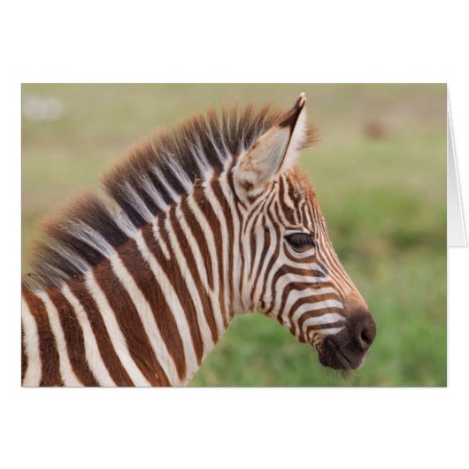 Baby zebra head, Tanzania Cards (Front Horizontal)