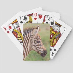 Baby zebra head, Tanzania Poker Cards