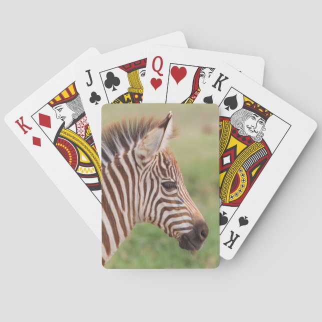 Baby zebra head, Tanzania Poker Cards (Back)
