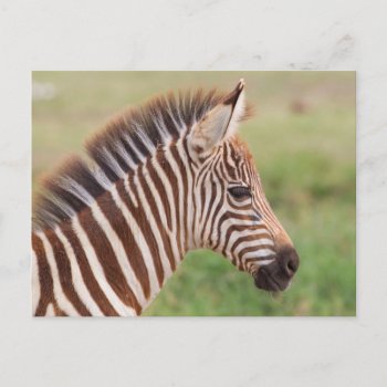 Baby Zebra Head  Tanzania Postcard by theworldofanimals at Zazzle