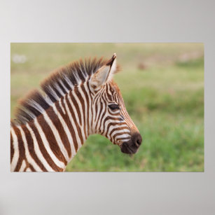 Baby zebra head, Tanzania Poster