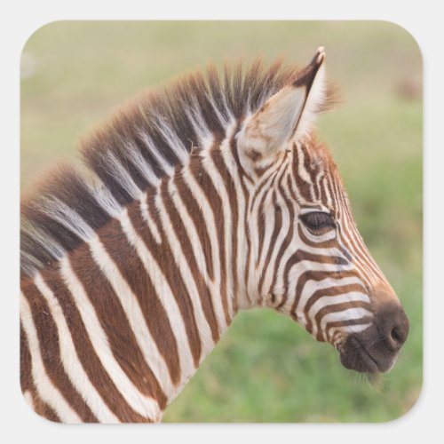 Baby zebra head Tanzania Square Sticker