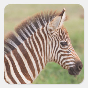 Baby zebra head, Tanzania Square Sticker