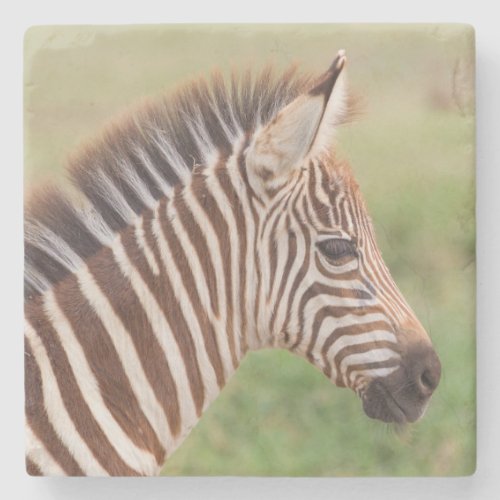 Baby zebra head Tanzania Stone Coaster