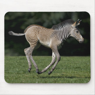 Baby Zebra Mousemat Mouse Pad