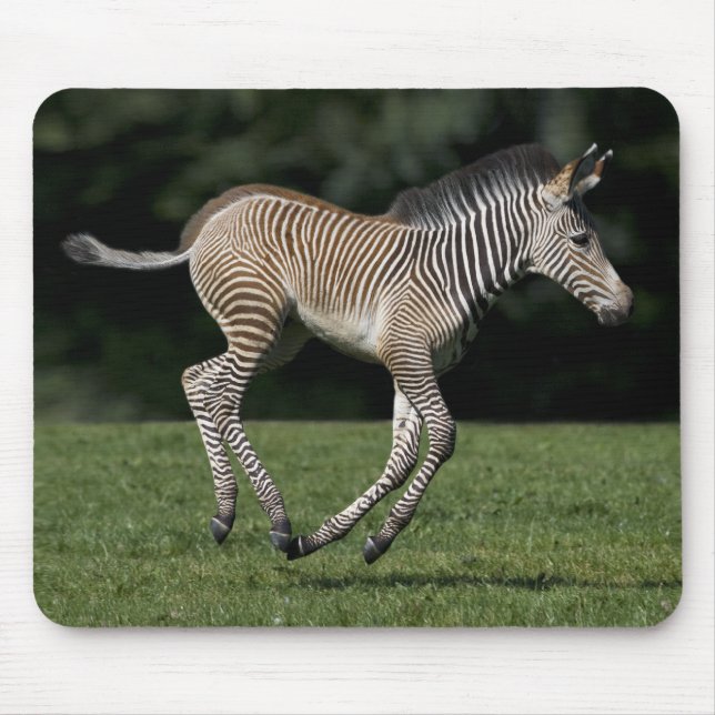 Baby Zebra Mousemat Mouse Pad (Front)