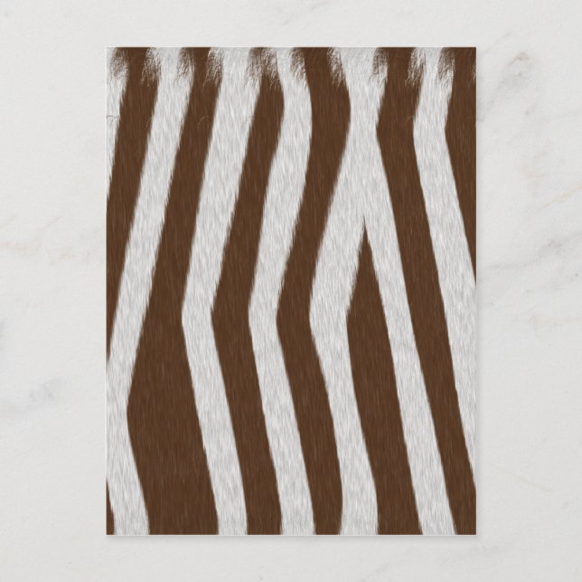 Baby Zebra Postcard (Front)