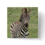 Baby Zebra Square Pin