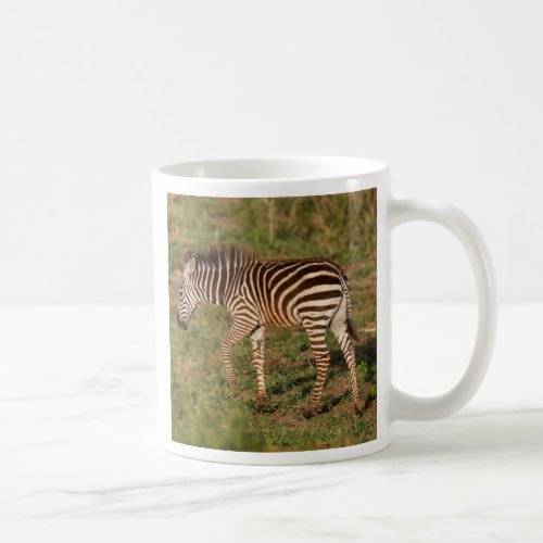 Baby Zebra walking South Africa Coffee Mug