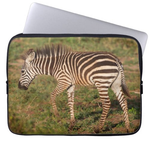 Baby Zebra walking South Africa Laptop Sleeve