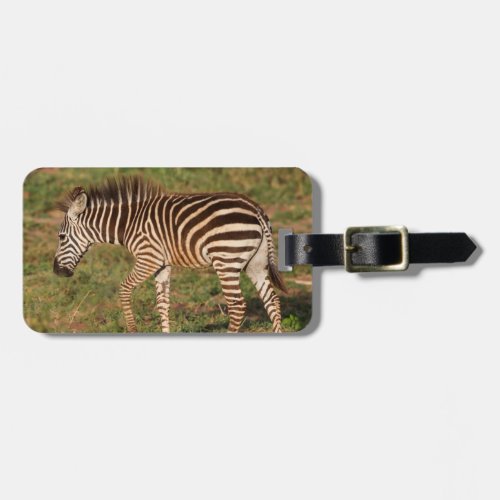 Baby Zebra walking South Africa Luggage Tag