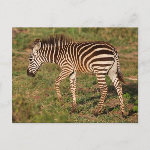 Baby Zebra walking South Africa Postcard