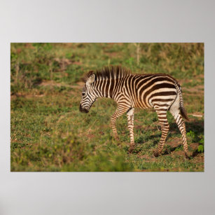 Baby Zebra walking, South Africa Poster