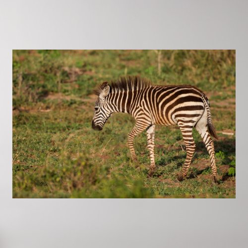 Baby Zebra walking South Africa Poster