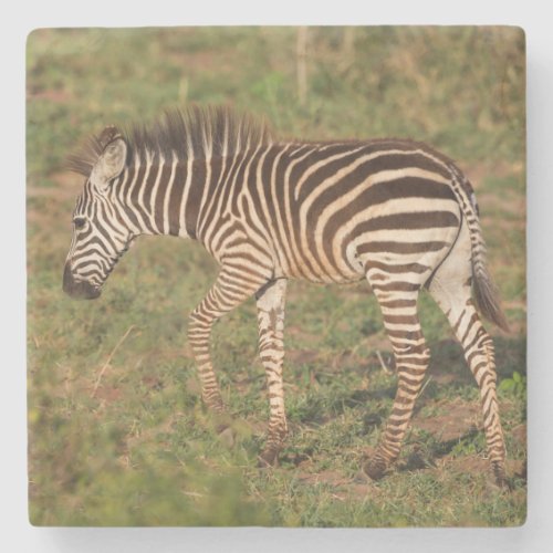 Baby Zebra walking South Africa Stone Coaster