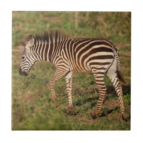 Baby Zebra walking South Africa Tile