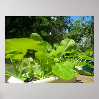 Baby zucchini plants in the front porch garden poster