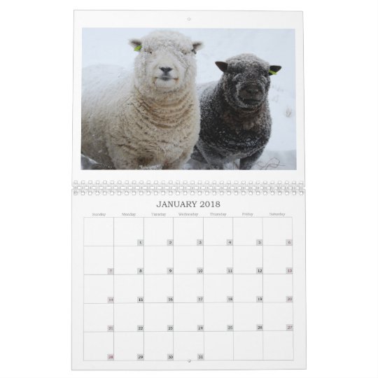 Babydoll Southdown Sheep 2012 NABSSAR calendar | Zazzle