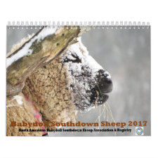 Babydoll Southdown Sheep 2017 NABSSAR Calendar