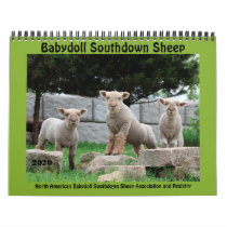 Babydoll Southdown Sheep 2020 NABSSAR Calendar Babydoll Southdown Sheep 2020 NABSSAR Calendar