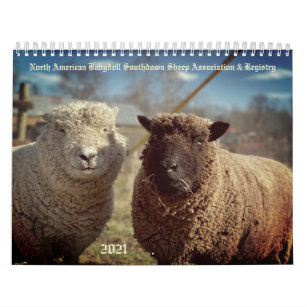 Babydoll Southdown Sheep 2021 NABSSAR Calendar