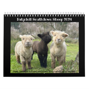 Babydoll Southdown Sheep 2024 NABSSAR Calendar