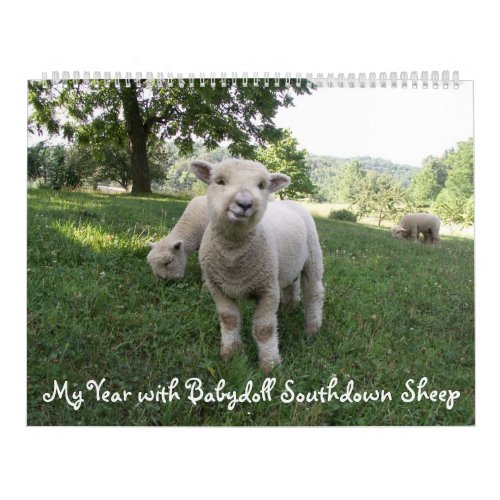 Babydoll Southdown Sheep Calendar