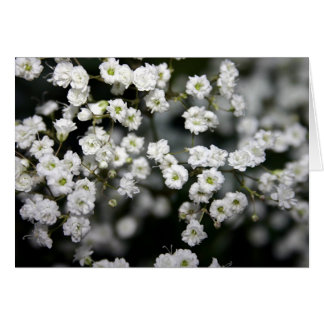Baby's Breath Cards