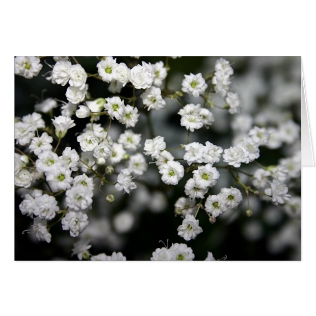 Baby's Breath Cards (Front Horizontal)