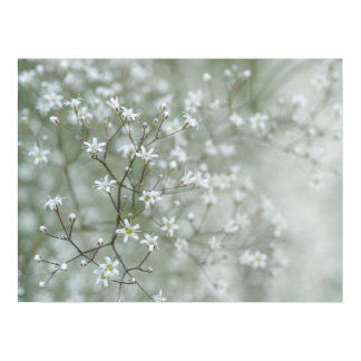 Baby's Breath Flowers Dreamy Nature Photography Poster