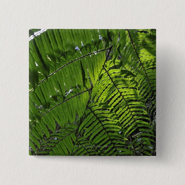 Bach Ma National Park Pinback Button (Front)