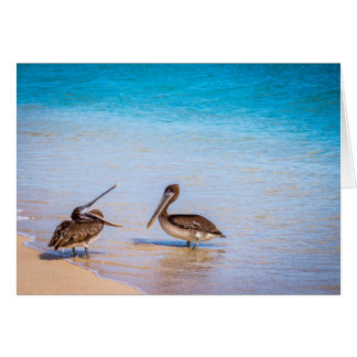 Bachas Beach Pelicans Cards