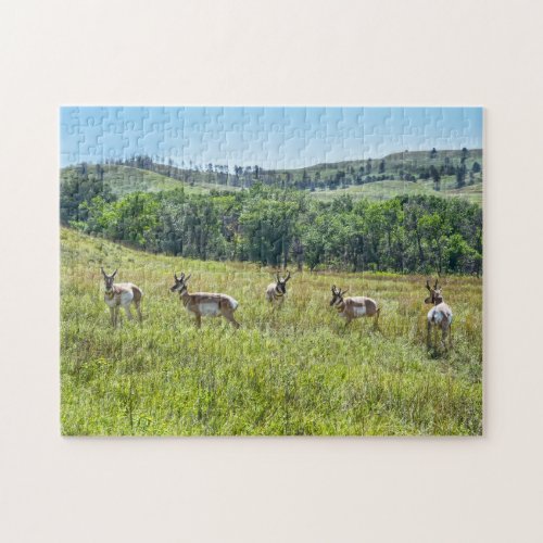 Bachelor Pronghorn Antelopes South Dakota Jigsaw Puzzle