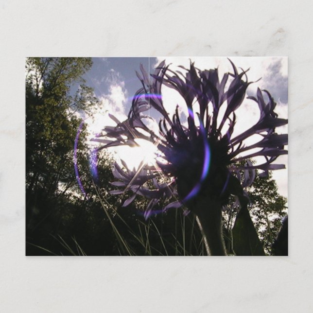 bachelor's button sun postcard (Front)