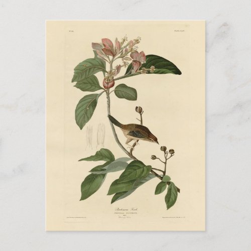 Bachmans Finch Sparrow Audubon Birds of America Postcard