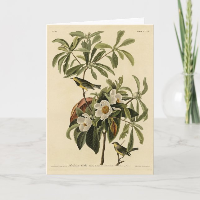 Bachman's Warbler, from Audubon's Birds of America Card (Front)