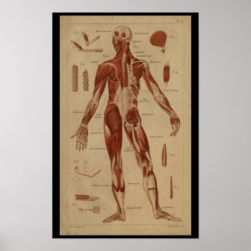 Back Muscles Vintage Human Anatomy Print