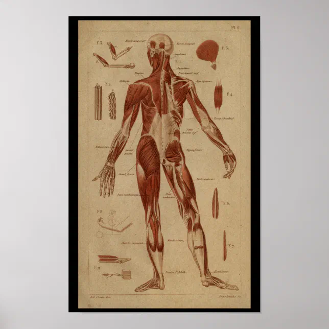Back Muscles Vintage Human Anatomy Print | Zazzle
