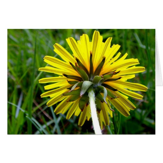 Back of Dandelion Cards (Front Horizontal)