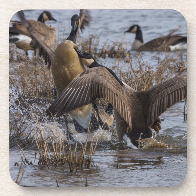 Back Off Beverage Coaster (Front)