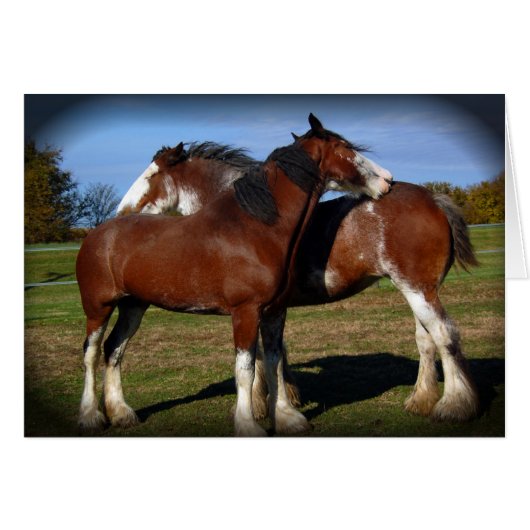 Back scratching mares cards (Front Horizontal)