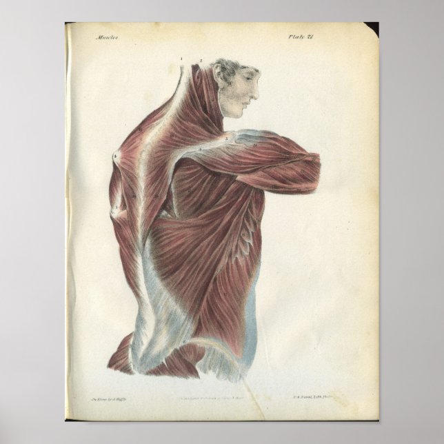 Back & Shoulder Muscles Anatomy Print (Front)